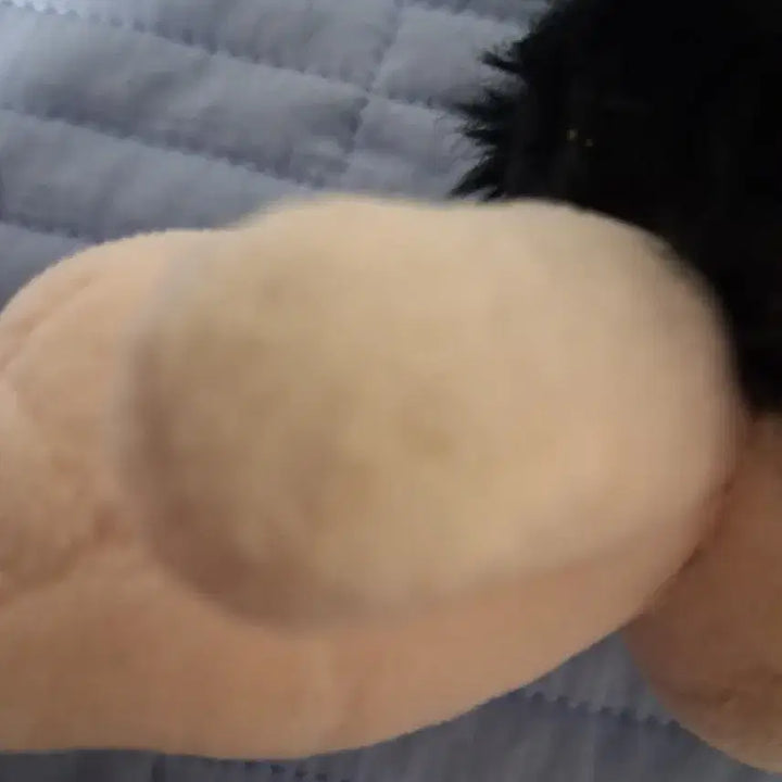[BUNJANG] Sakamo-s Day Natsuki Neko Plush Doll / 꼬질꼬질꾀질꾀질 세바 나츠키 비공식 인형 솜츠키 사카데이 사카모토데이즈