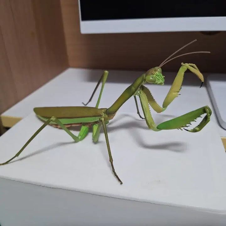 [BUNJANG] Insect Encyclopedia Set: Praying Mantis &amp; Grasshopper (4 Types) / (택포 14.5) 생물대도감 왕사마귀, 방아깨비 4종