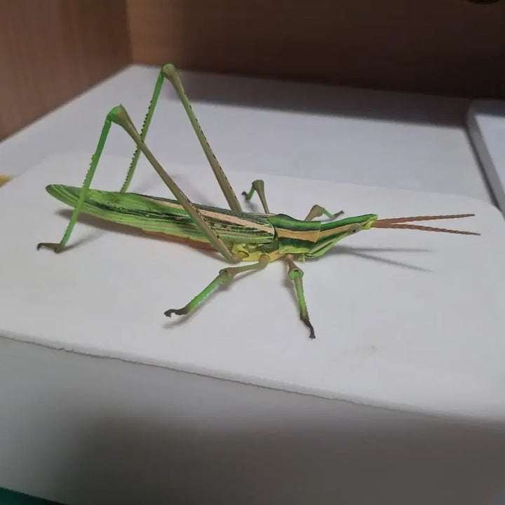 [BUNJANG] Insect Encyclopedia Set: Praying Mantis &amp; Grasshopper (4 Types) / (택포 14.5) 생물대도감 왕사마귀, 방아깨비 4종