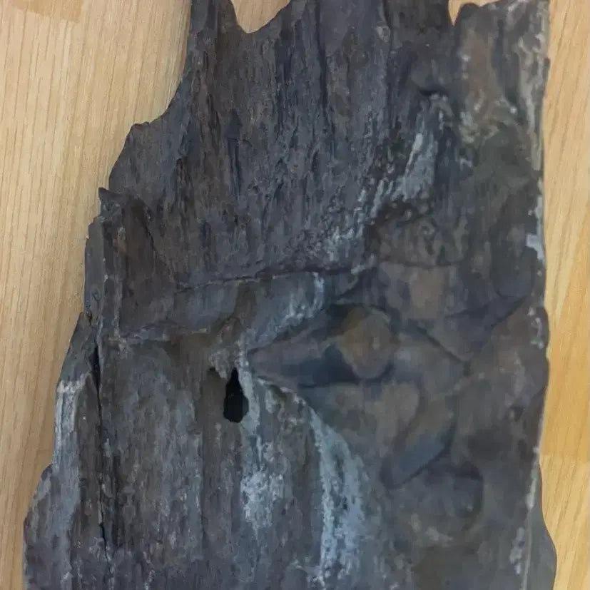 [BUNJANG] Libyan Petrified Wood Fossil (2kg) / 리비아 규화목(나무화석) 2kg