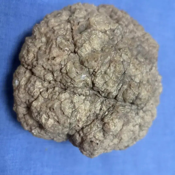 [BUNJANG] Libyan Desert Glass Rattle Stone / 리비아 내부 수정 딸랑이돌 (1.2kg)
