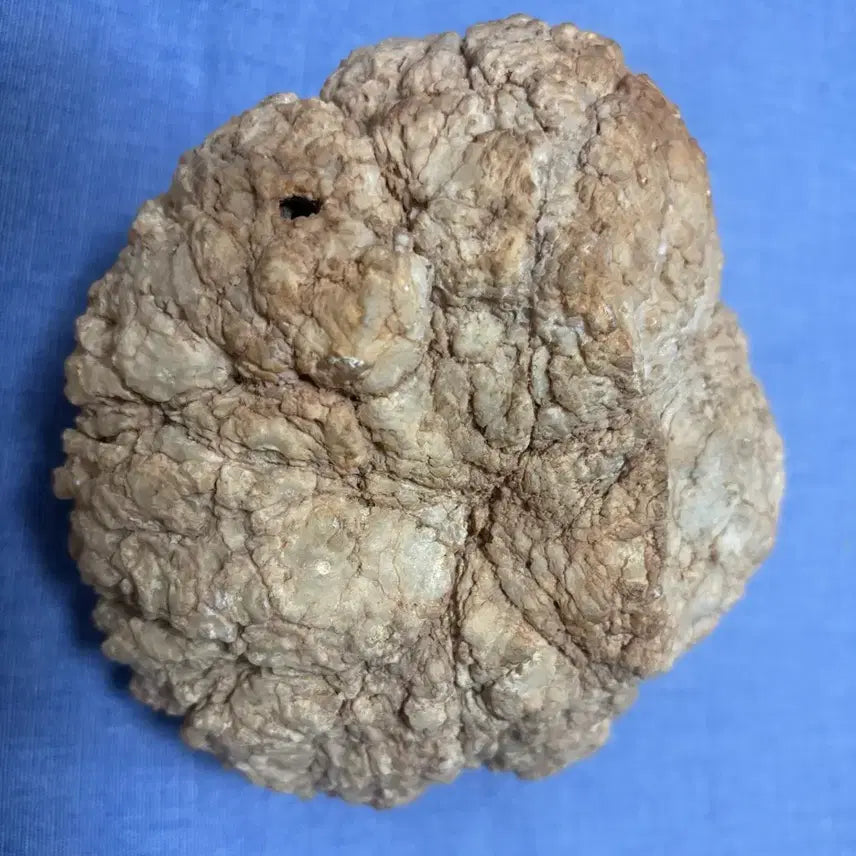 [BUNJANG] Libyan Desert Glass Rattle Stone / 리비아산 내부 수정 딸랑이돌 1.2kg