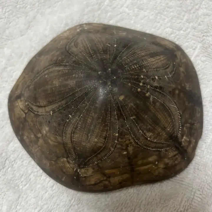 [BUNJANG] Clypeaster Sea Urchin Fossil (2 pieces) / 리비아 사막 Clypeaster 성게 화석 2점