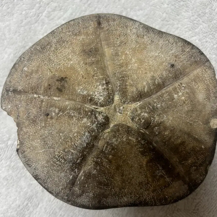 [BUNJANG] Clypeaster Sea Urchin Fossil (2 pieces) / 리비아 사막 Clypeaster 성게 화석 2점