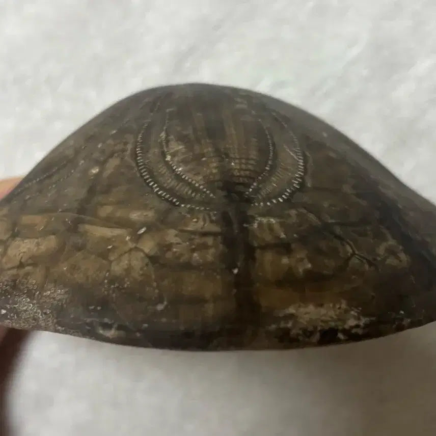 [BUNJANG] Clypeaster Sea Urchin Fossil (2 pieces) / 리비아 사막 Clypeaster 성게 화석 2점