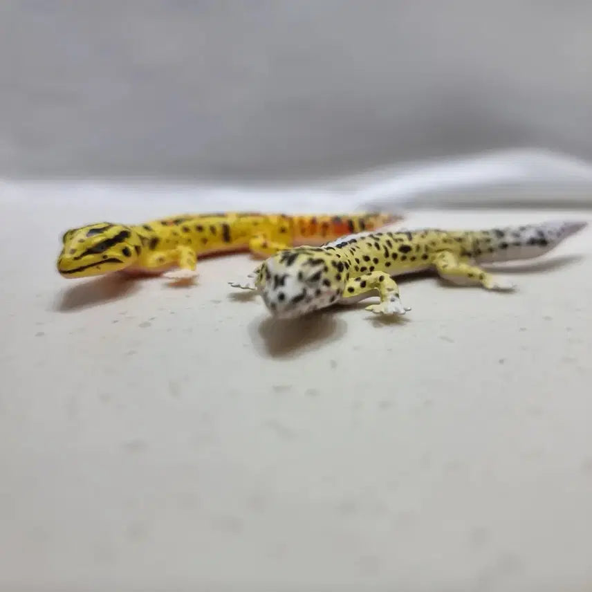 [BUNJANG] Kaiyodo Choco Egg Leopard Gecko Figure Set (2 Types) / 카이요도 초코에그 레오파드게코 도마뱀 피규어 2종 세트