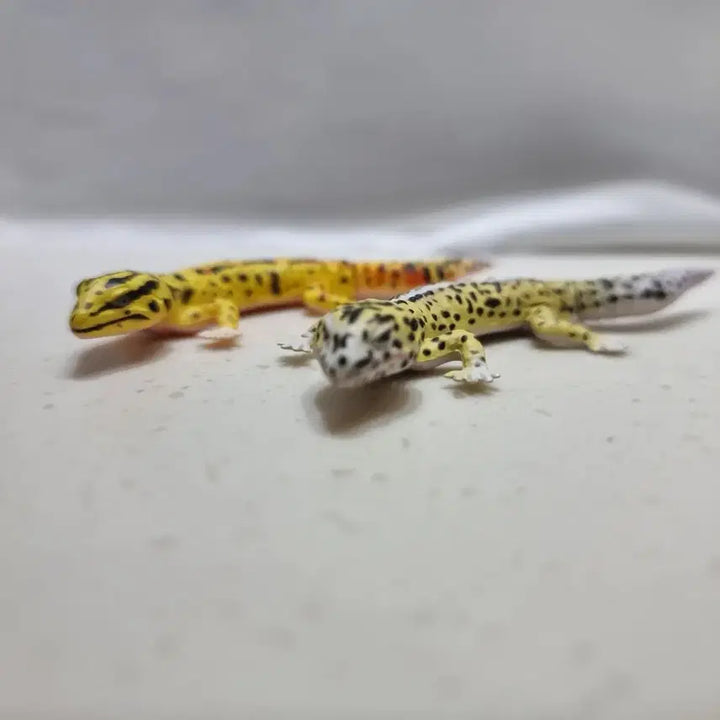 [BUNJANG] Kaiyodo Choco Egg Leopard Gecko Figure Set (2 Types) / 카이요도 초코에그 레오파드게코 도마뱀 피규어 2종 세트
