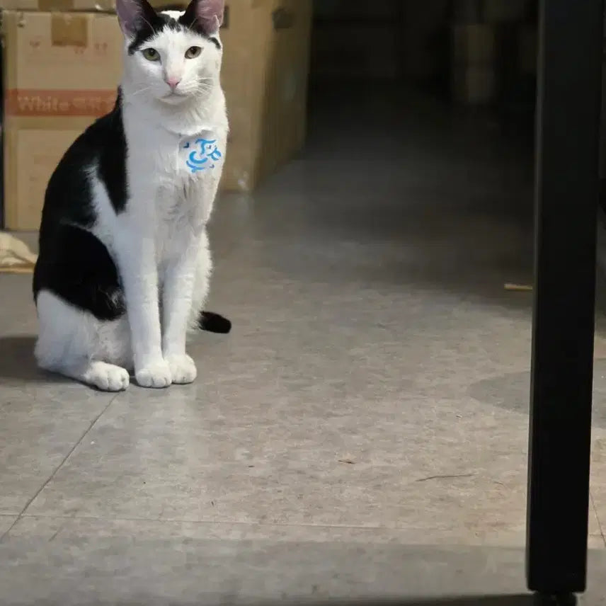 [BUNJANG] Sugar - Lost Cat / 냥이를 찾습니다
