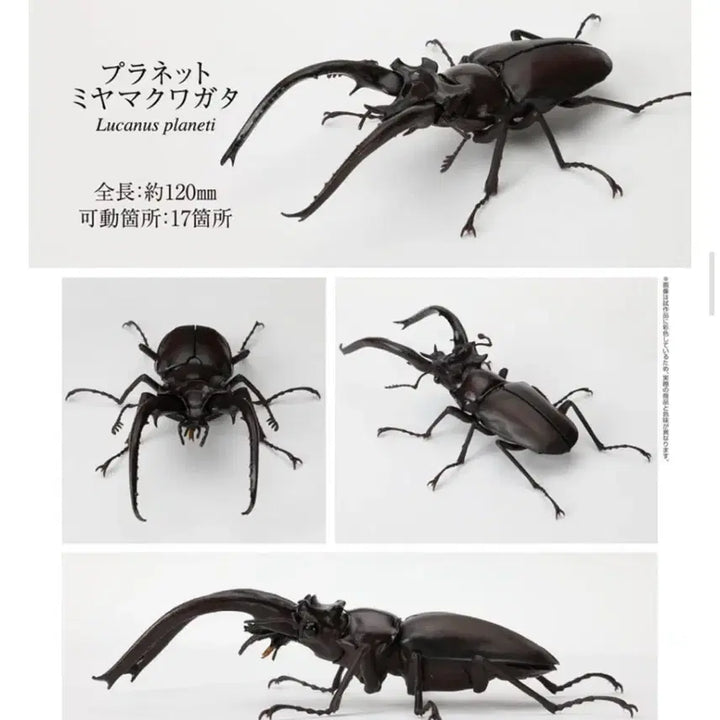 [BUNJANG] Bandai Great Living Creatures Encyclopedia: Stag Beetle / 반다이 대생물도감: 사슴벌레