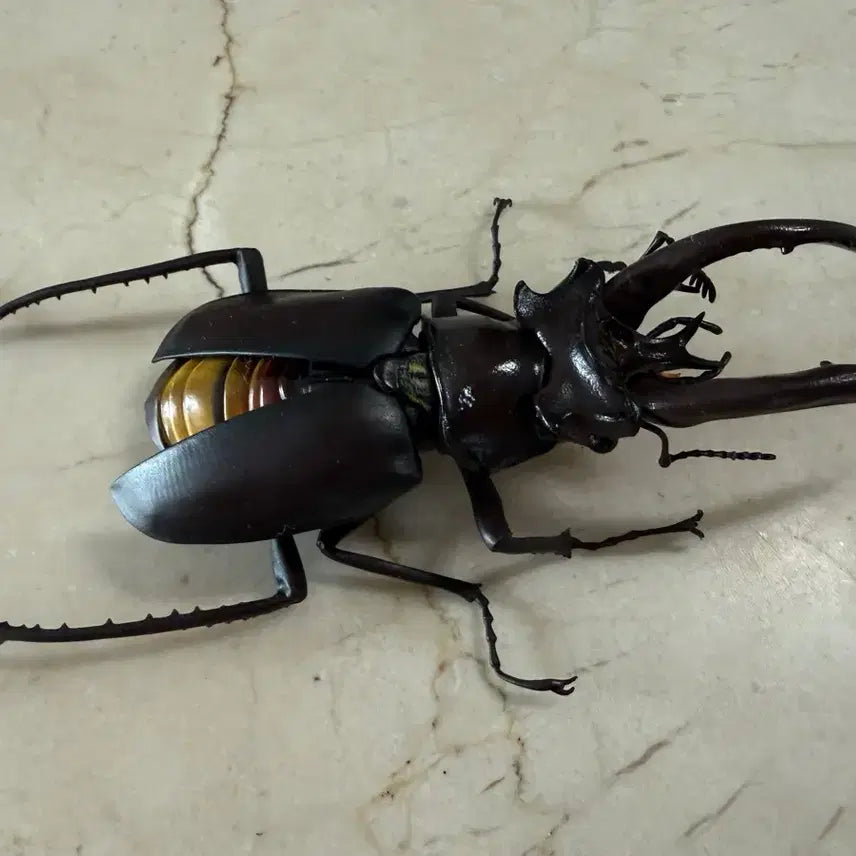 [BUNJANG] Bandai Great Living Creatures Encyclopedia: Stag Beetle / 반다이 대생물도감: 사슴벌레