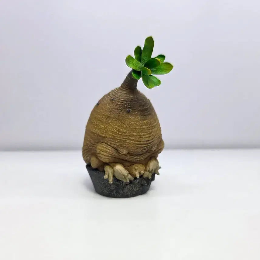 [BUNJANG] Codex Plant Figure Bundle / [피규어/스태츄] 코덱스 식물 피규어 일괄 판매합니다.