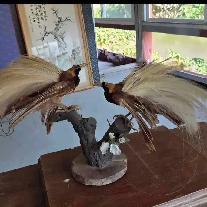 [BUNJANG] Stuffed Birds of Paradise (2-Piece Set) / 화려한 극락조 박제 2마리