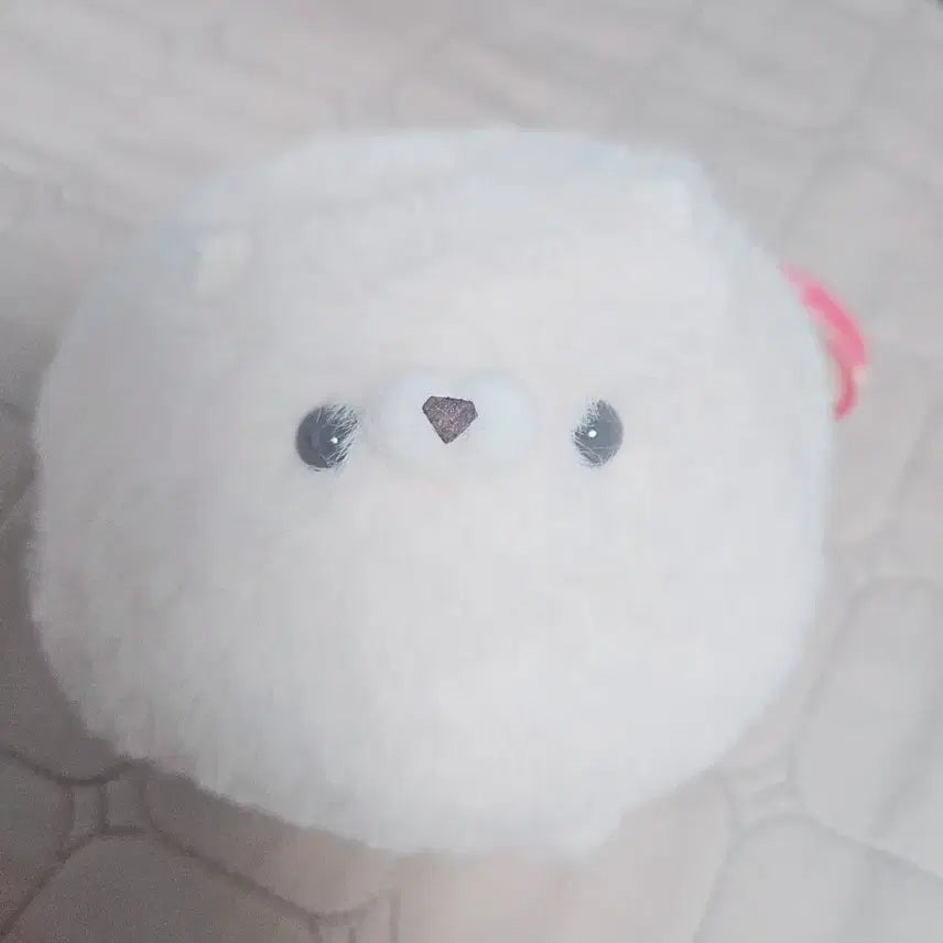 [BUNJANG] Mochi Mofu Pomeranian Plush / 모찌모후 포메라니안 봉제 인형