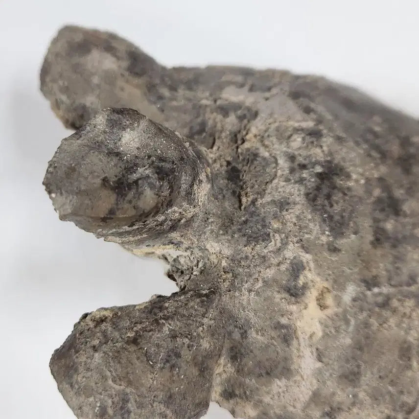 [BUNJANG] Chinese Limestone Turtle Statue Ming Dynasty / 중국도자기              명말기 석회암 거북 상