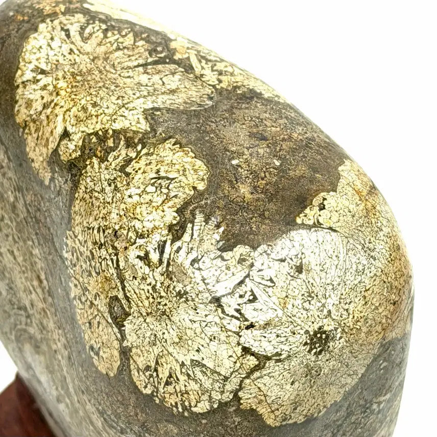 [BUNJANG] Cheongsong Flower Stone (Chrysanthemum) Scholar Stone / 청송 꽃돌 (황국화) 수석