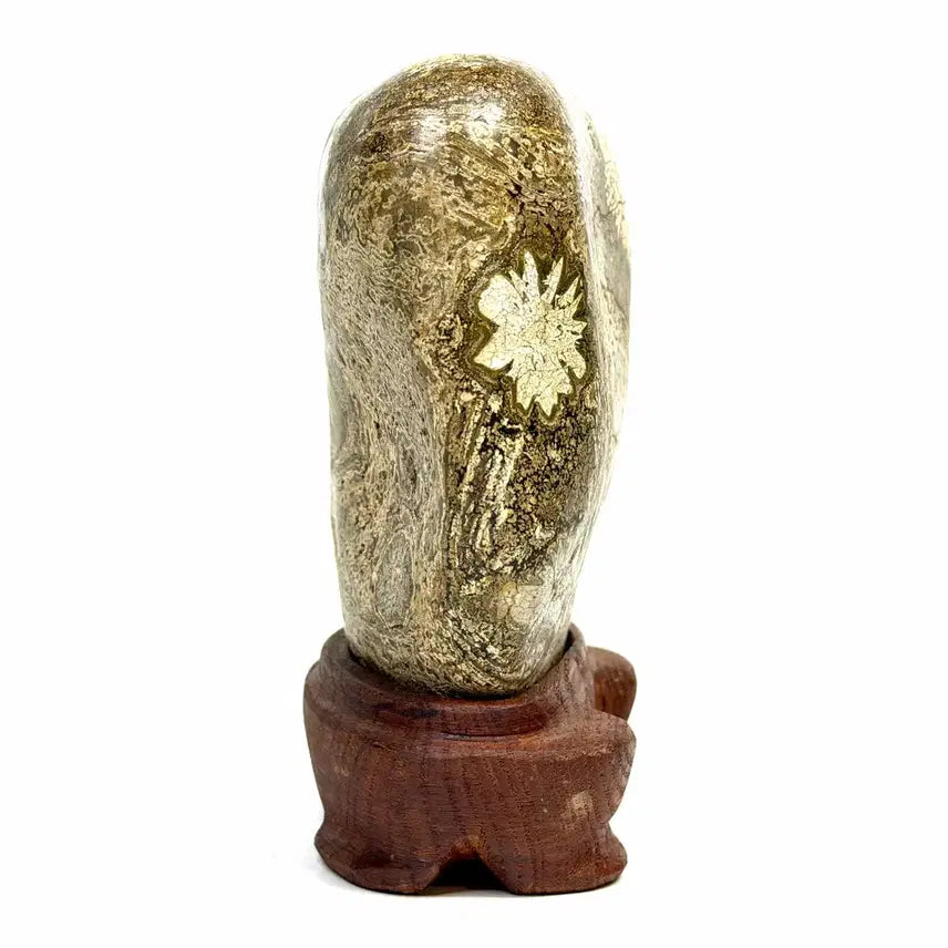 [BUNJANG] Cheongsong Flower Stone (Chrysanthemum) Scholar Stone / 청송 꽃돌 (황국화) 수석