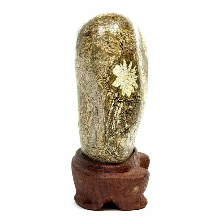 [BUNJANG] Cheongsong Flower Stone (Chrysanthemum) Scholar Stone / 청송 꽃돌 (황국화) 수석