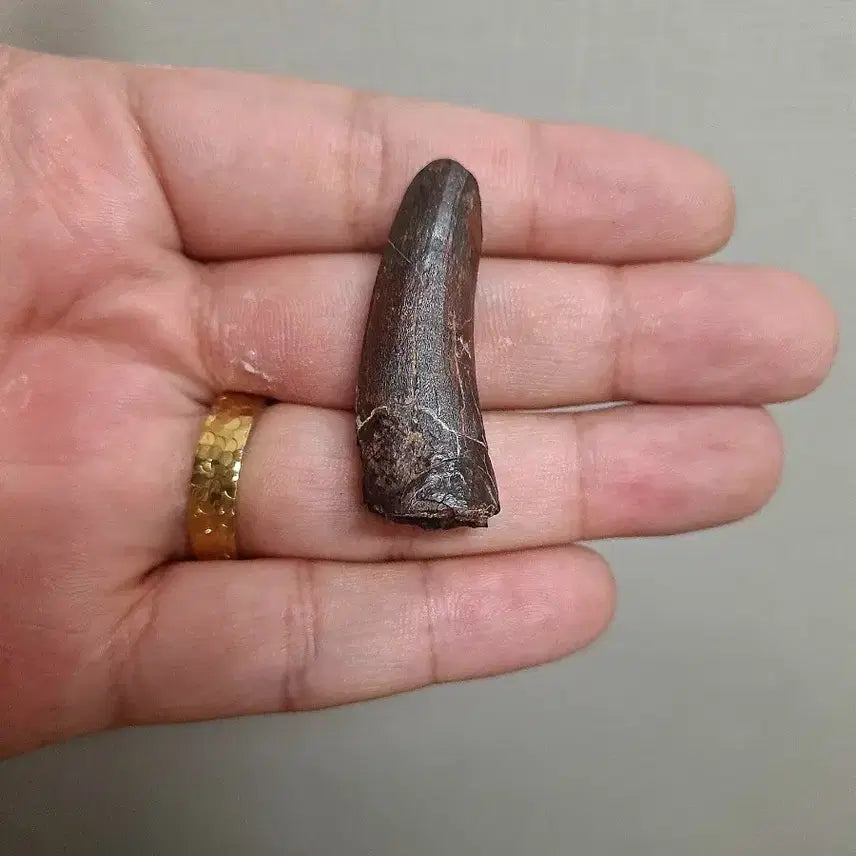 [BUNJANG] Authentic Suchomimus Tooth Fossil / 진품 수코미무스 이빨화석