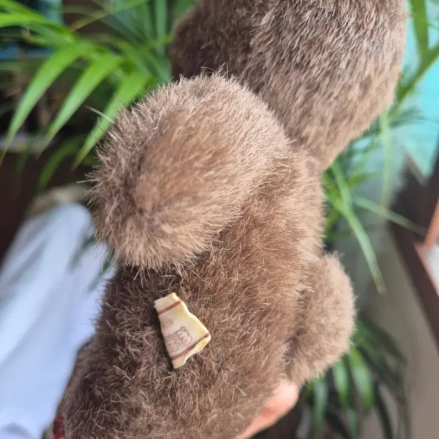 [BUNJANG] Vintage Teddy Bear / 빈티지 곰인형