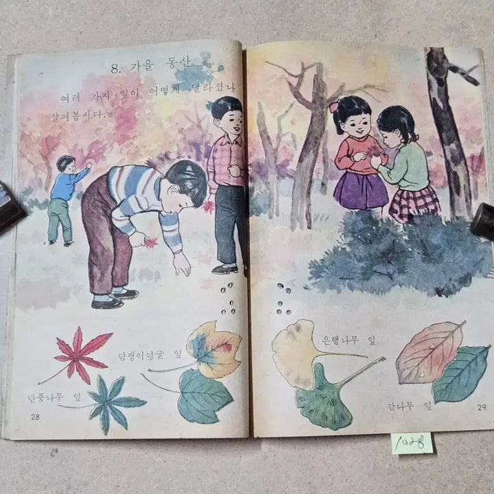 [BUNJANG] 1967 Nature Textbook for Lower Grades (Volume 2-1) / 1028. 1967년. 그림이 예쁜 올칼라그림  저학년  자연 2-1.