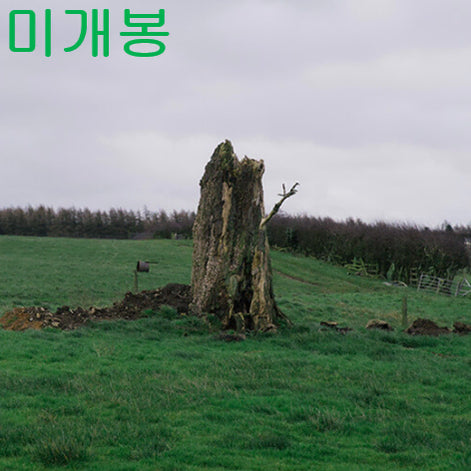 [BUNJANG] After Thoughts Vermin of Mind Album (Sealed, CD) / 애프터쏫스 (After Thoughts) - Vermin of Mind