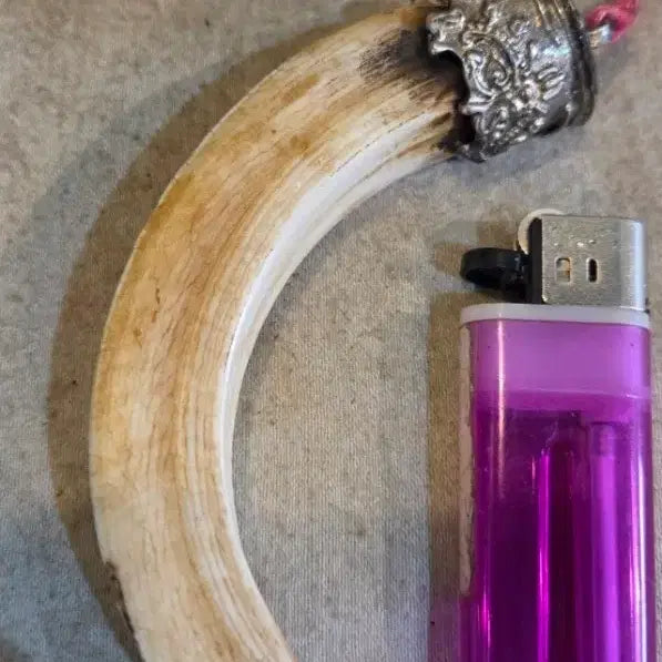 [BUNJANG] Wild Boar Tusk Ornament / 옛날 멧돼지 송곳ㄴ 장신구