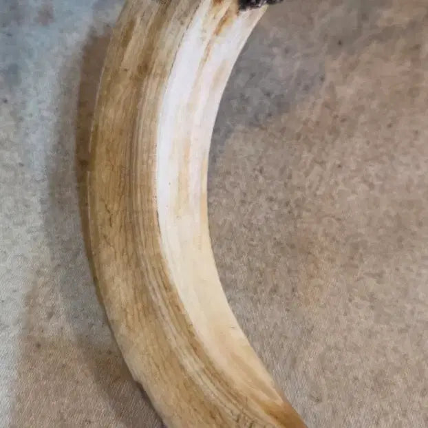 [BUNJANG] Wild Boar Tusk Ornament / 옛날 멧돼지 송곳ㄴ 장신구