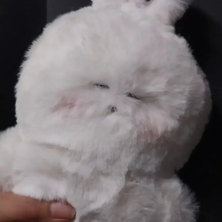 [BUNJANG] Yeopgi Tokki Version 2 Plush Doll / 엽기토끼 버전2호 털인형