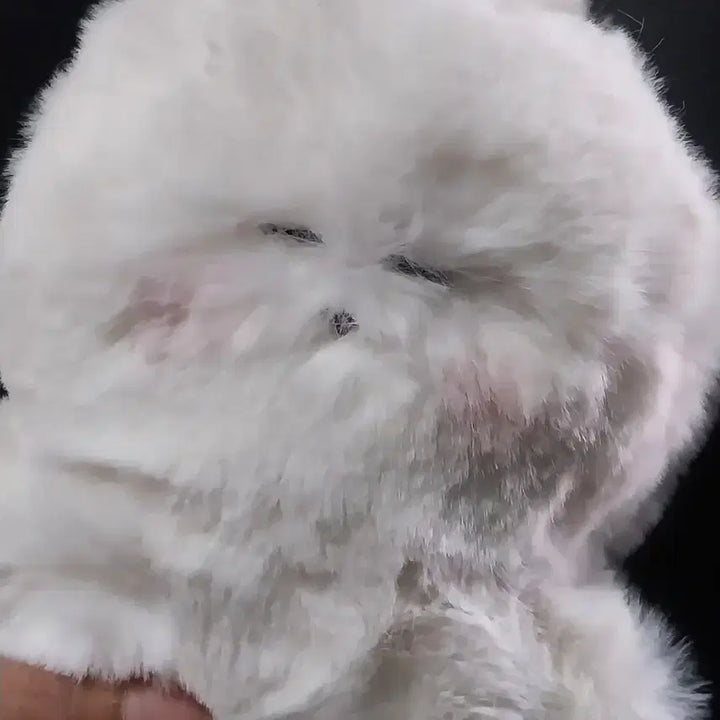 [BUNJANG] Yeopgi Tokki Version 2 Plush Doll / 엽기토끼 버전2호 털인형