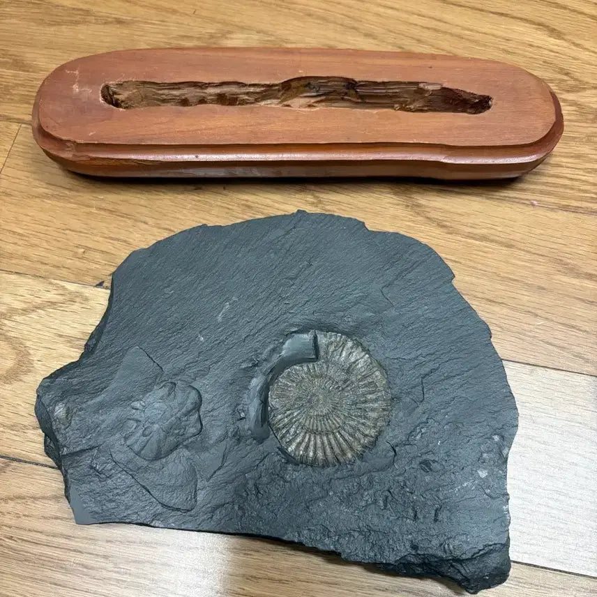 [BUNJANG] Ammonite Fossil / 수석 (암모나이트 화석)