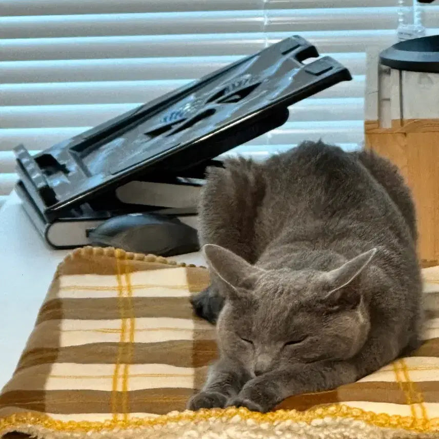 [BUNJANG] Exceeds Limits Grey Cat Photocard / (예약중 엑심) 회색 고양이 포토카드