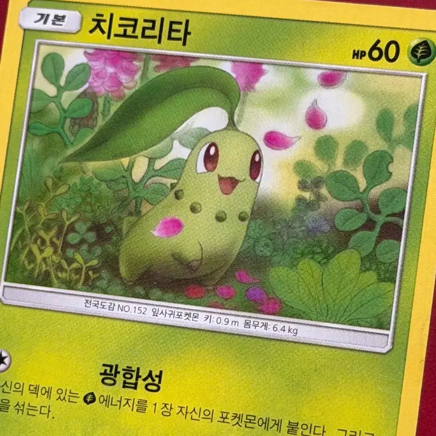 [BUNJANG] Pokemon Chikorita 002/095 C / 귀여운 포켓몬 고대 카드 치코리타 002/095 C