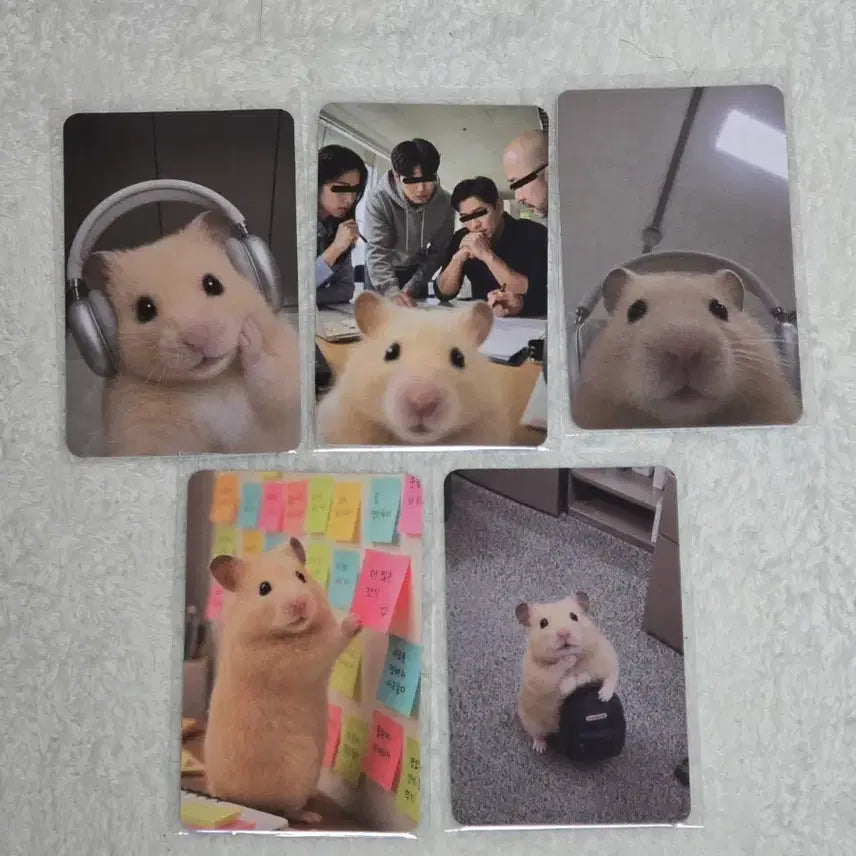 [BUNJANG] Kim Hamzzi "Emotional Instability" Photocard Set (5 Types) / 정서불안 김햄찌 포토카드 5종 세트