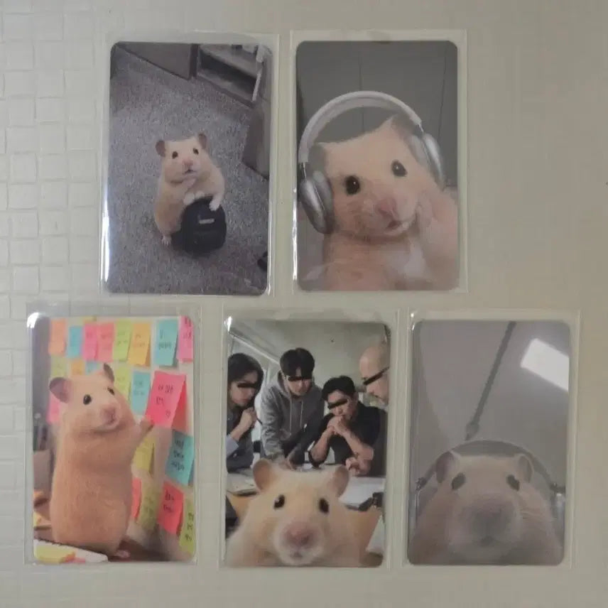 [BUNJANG] Kim Hamzzi Photocard 5-Set (Sealed) / 정서불안 김햄찌 포토카드 5종 세트(미개봉새상품)