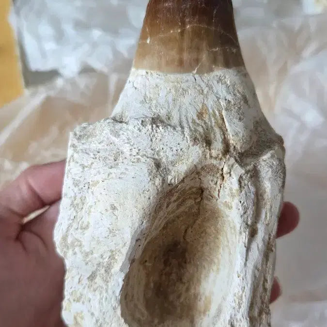 [BUNJANG] Authentic Large Mosasaurus Tooth Fossil / 진품 대형 모사사우루스 이빨 화석 판매합니다!