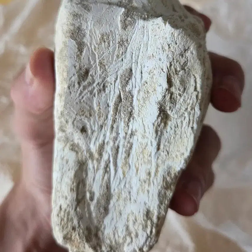 [BUNJANG] Authentic Large Mosasaurus Tooth Fossil / 진품 대형 모사사우루스 이빨 화석 판매합니다!