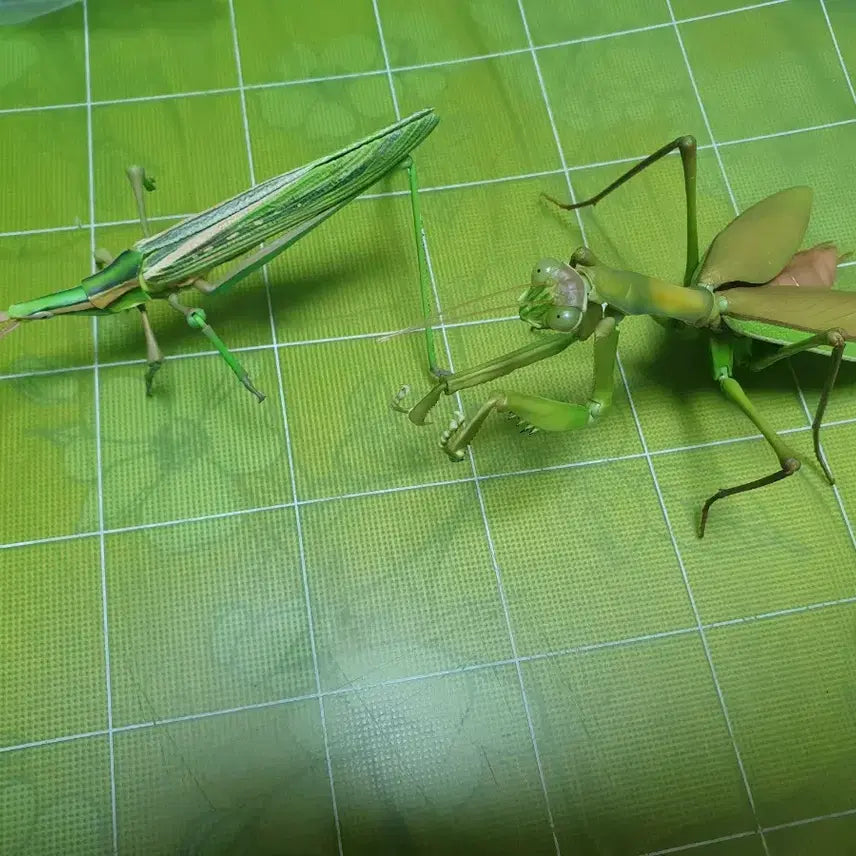 [BUNJANG] Bio Encyclopedia Advance Praying Mantis &amp; Grasshopper Capsule Edition / 생물대도감 어드밴스 왕사마귀 방아깨비 캡슐판