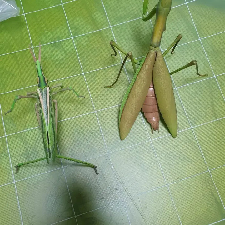 [BUNJANG] Bio Encyclopedia Advance Praying Mantis &amp; Grasshopper Capsule Edition / 생물대도감 어드밴스 왕사마귀 방아깨비 캡슐판