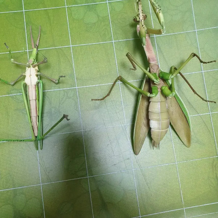 [BUNJANG] Bio Encyclopedia Advance Praying Mantis &amp; Grasshopper Capsule Edition / 생물대도감 어드밴스 왕사마귀 방아깨비 캡슐판