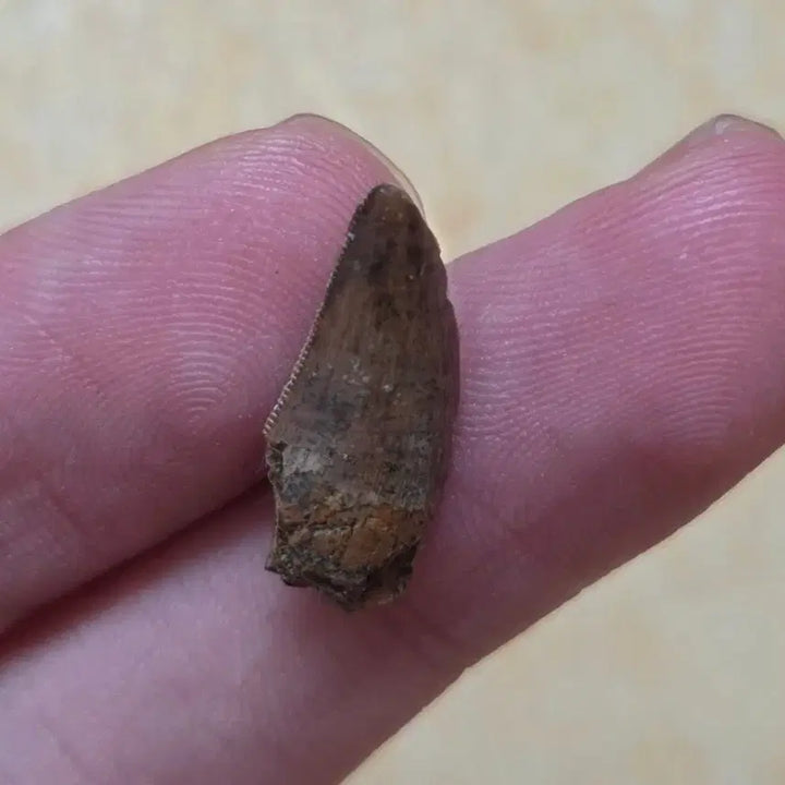 [BUNJANG] Authentic Tyrannosaurus Rex Tooth Fossil / 진품 티라노사우루스 렉스 이빨 화석 싸게 판매합니다!