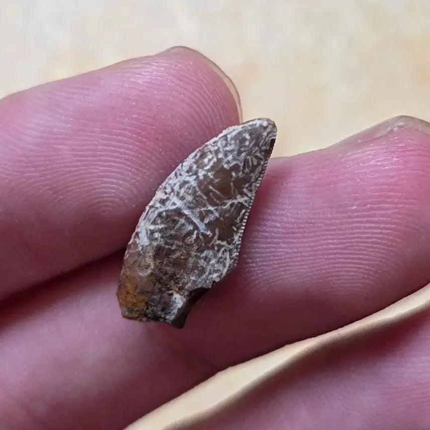 [BUNJANG] Authentic Tyrannosaurus Rex Tooth Fossil / 진품 티라노사우루스 렉스 이빨 화석 싸게 판매합니다!