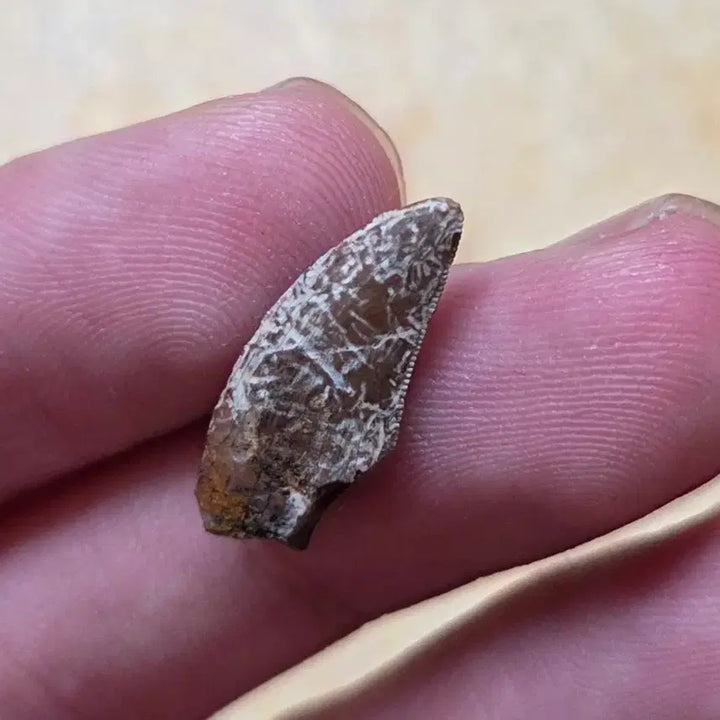[BUNJANG] Authentic Tyrannosaurus Rex Tooth Fossil / 진품 티라노사우루스 렉스 이빨 화석 싸게 판매합니다!