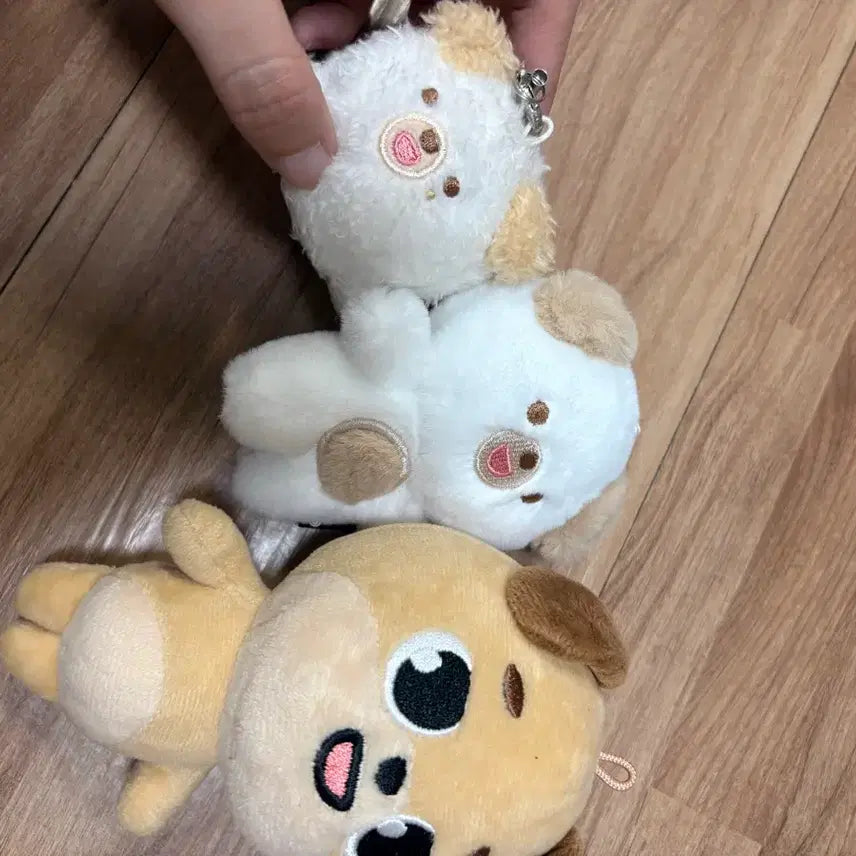 [BUNJANG] DAY6 Dowoon Bundle Set / 데이식스 도운 돈 일괄 양도