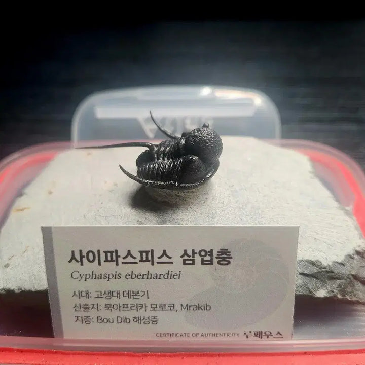[BUNJANG] Saiphispice Trilobite Fossil / (급처) 사이파스피스 삼엽충