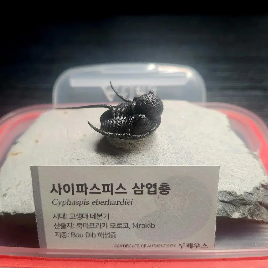 [BUNJANG] Saiphispice Trilobite Fossil / (마지막 가격!)사이파스피스 삼엽충