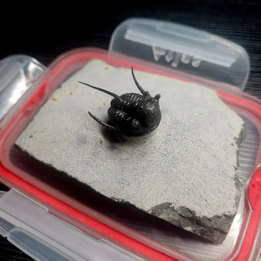 [BUNJANG] Saiphispice Trilobite Fossil / (급처) 사이파스피스 삼엽충