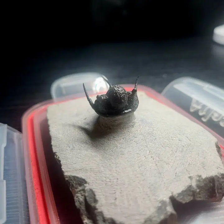 [BUNJANG] Saiphispice Trilobite Fossil / (급처) 사이파스피스 삼엽충
