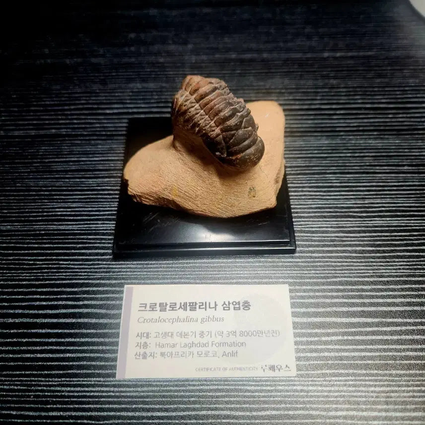 [BUNJANG] Crotalosephalina Trilobite Fossil / 크로탈로세팔리나 삼엽충