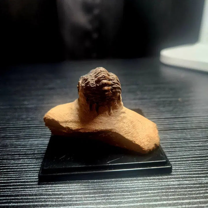 [BUNJANG] Crotalosephalina Trilobite Fossil / 크로탈로세팔리나 삼엽충
