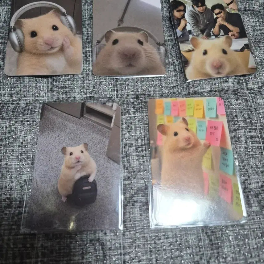 [BUNJANG] Kimhamzzi Photocard Set (5 types) / 김햄찌 포토카드 5종